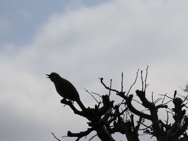 IMG_3260.JPG