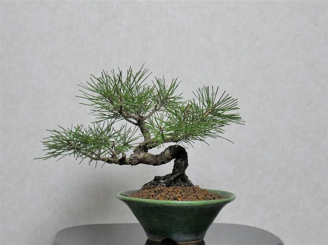 P1000617 (2).jpg