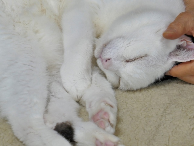P1020636 (2).jpg