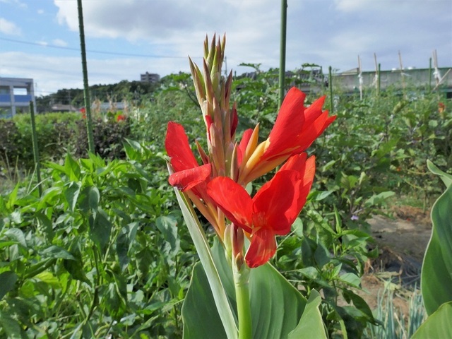 P1030803 (2).jpg