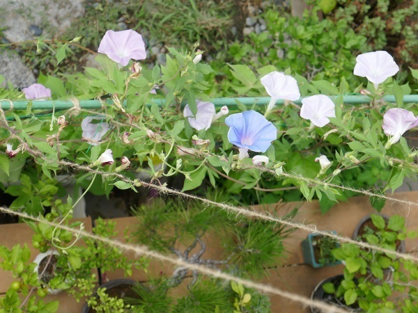 P1050434.jpg