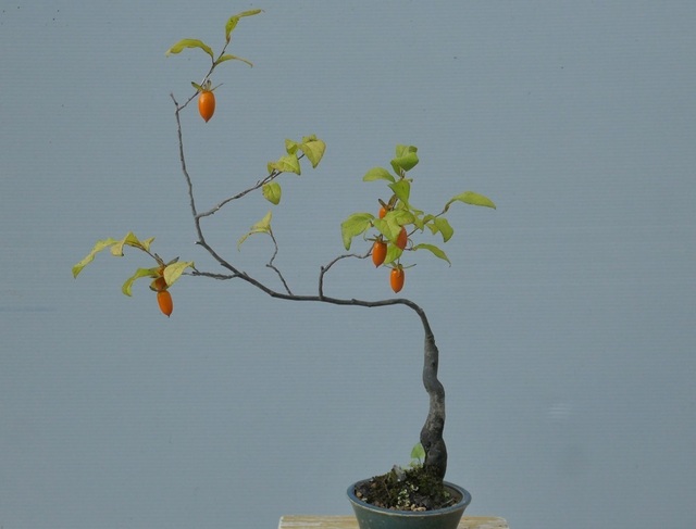 P1060105 (2).jpg