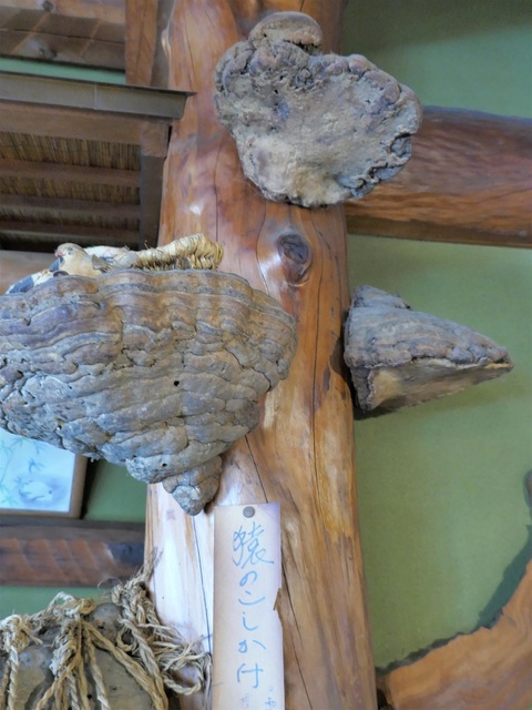 P1060384 (2).jpg