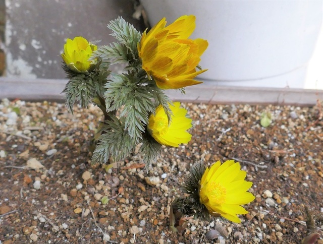 P1060908 (2).jpg