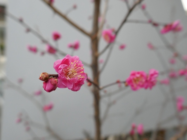 P1070741.jpg