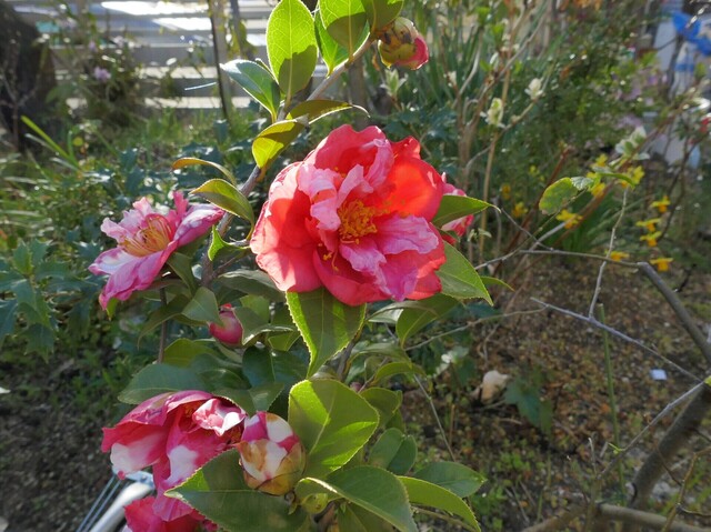 P1070764.JPGの2.JPG
