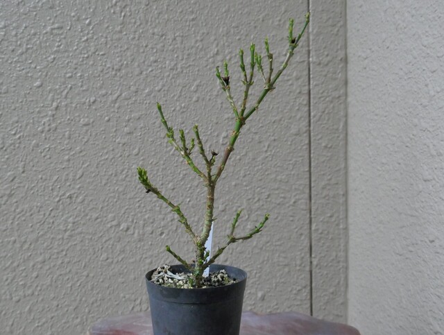 P1080242.JPG