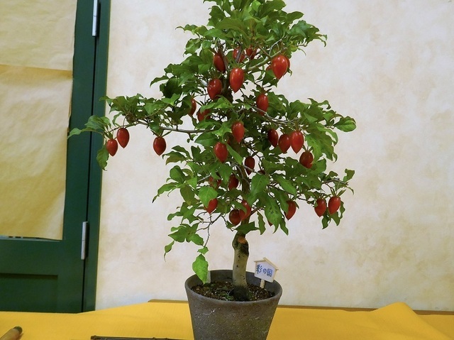P1080592 (2).jpg