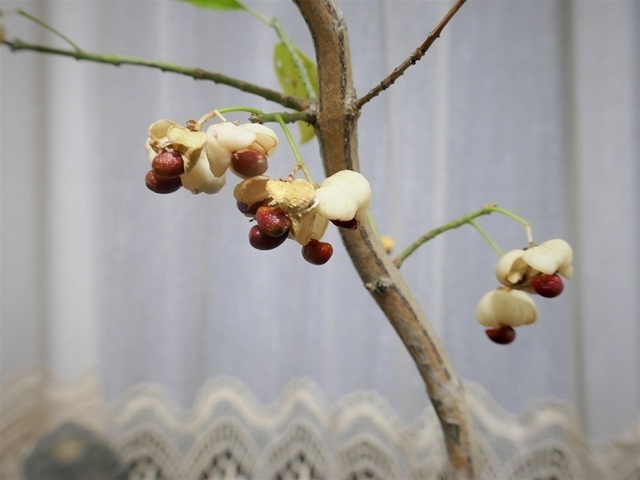 P1090672 (2).jpg