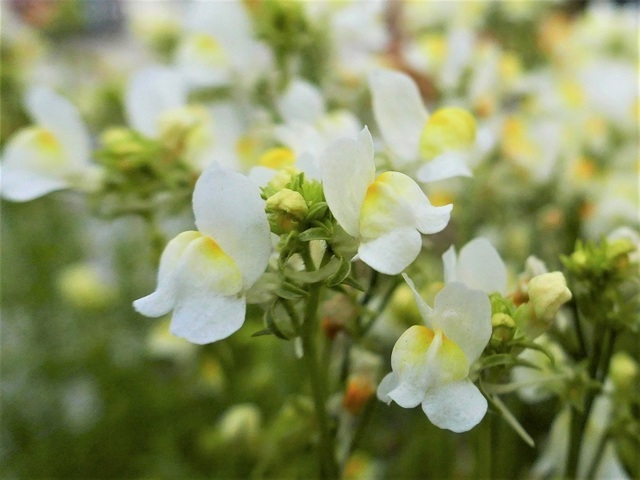 P1100984 (4).jpg