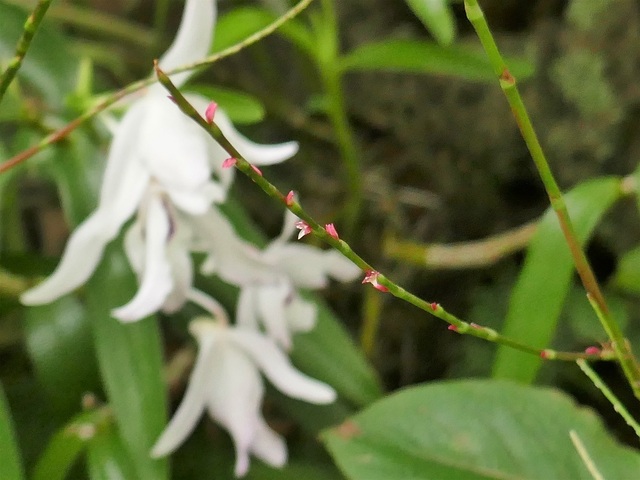 P1140224 (2).jpg