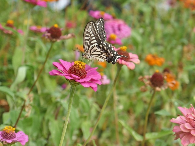 P1150296 (2).jpg