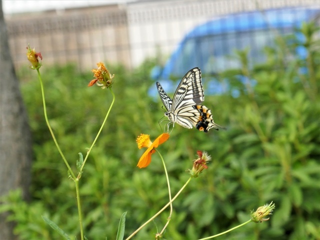 P1150305 (2).jpg