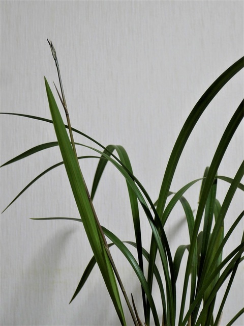 P1160674 (2).jpg