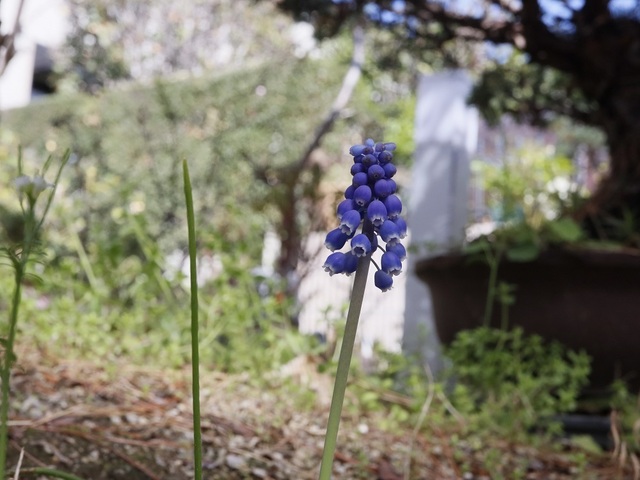 _MG_2109.jpg