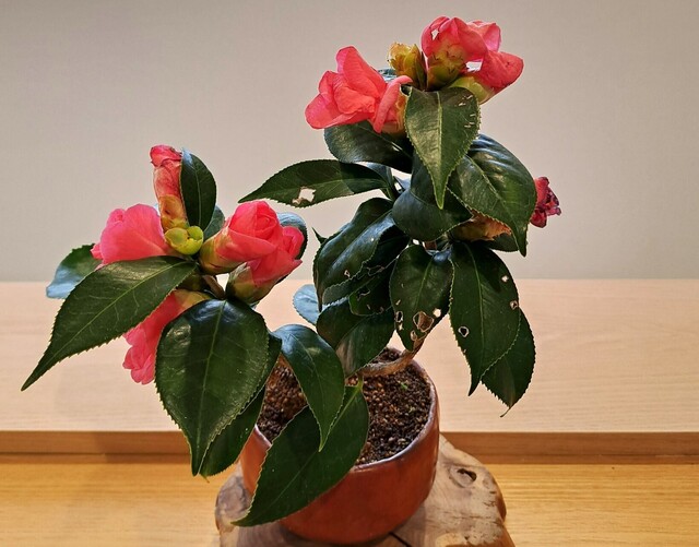 20250305_143934 (002).jpg